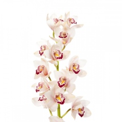 Орхидея цветная